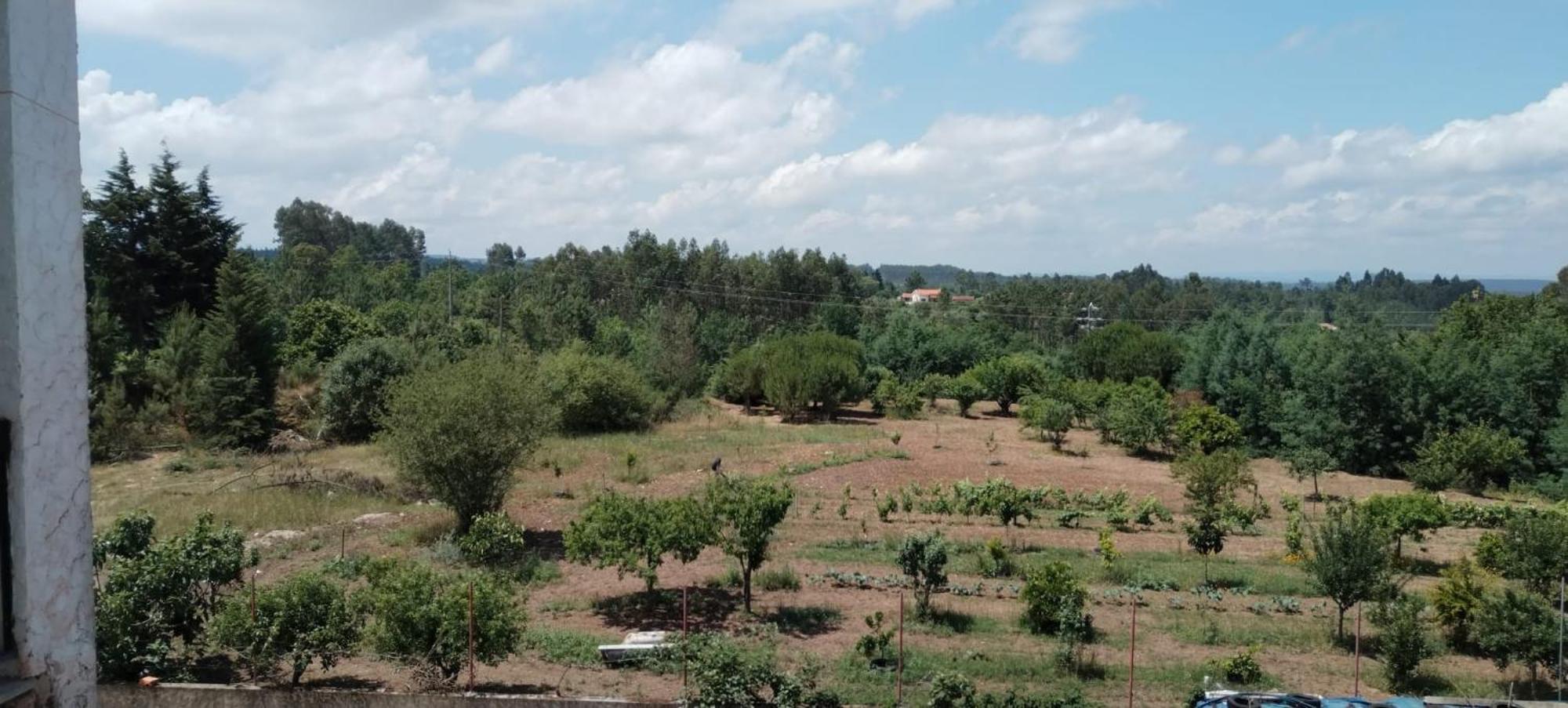 Tábua Majo Alojamento Local Bed & Breakfast 部屋 写真